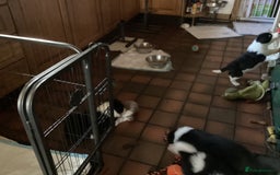 Border Collie dogs for sale: Border Collie pups - Image 4