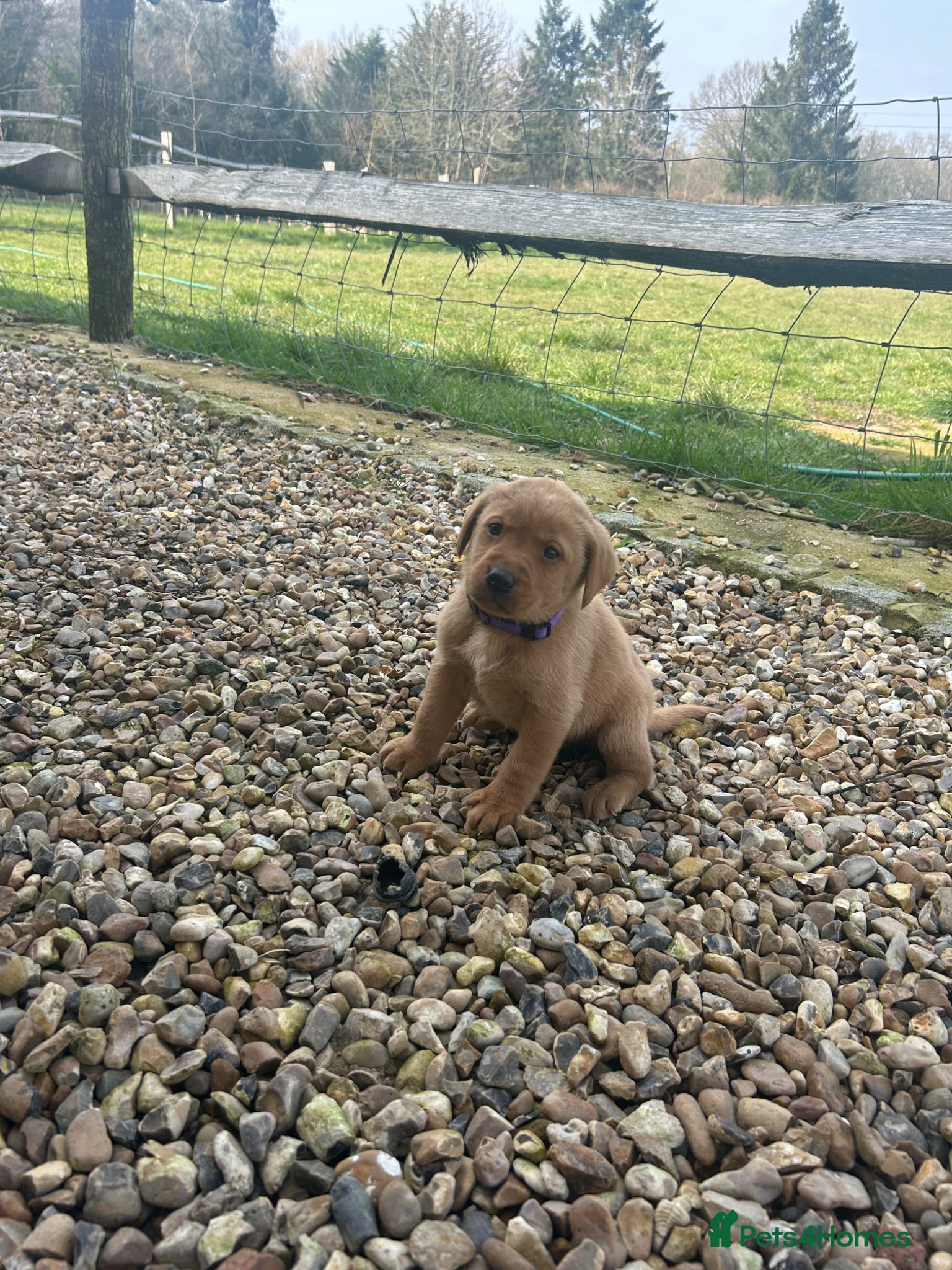 Labrador Retriever dogs Fox red Labrador puppies - Advert 15