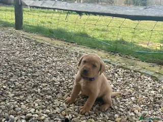 Labrador Retriever dogs Fox red Labrador puppies - Advert 15