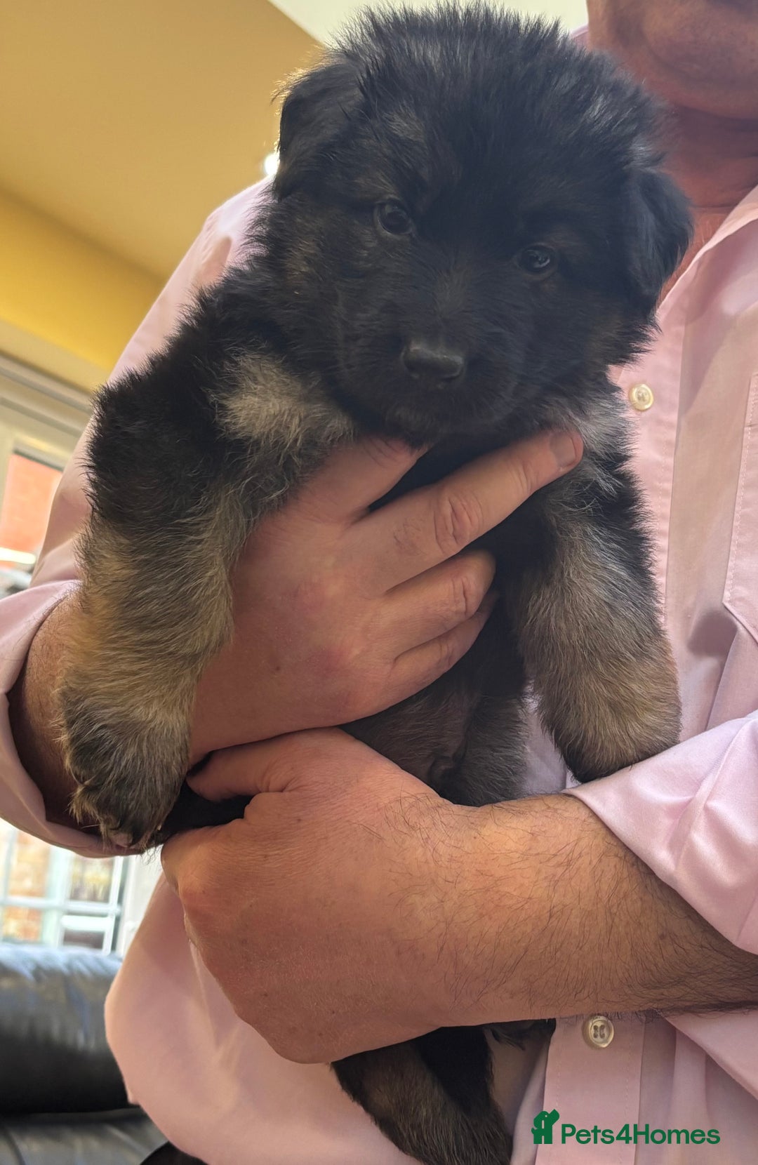 German Shepherd dogs for sale: Be my  **   - Advert 6