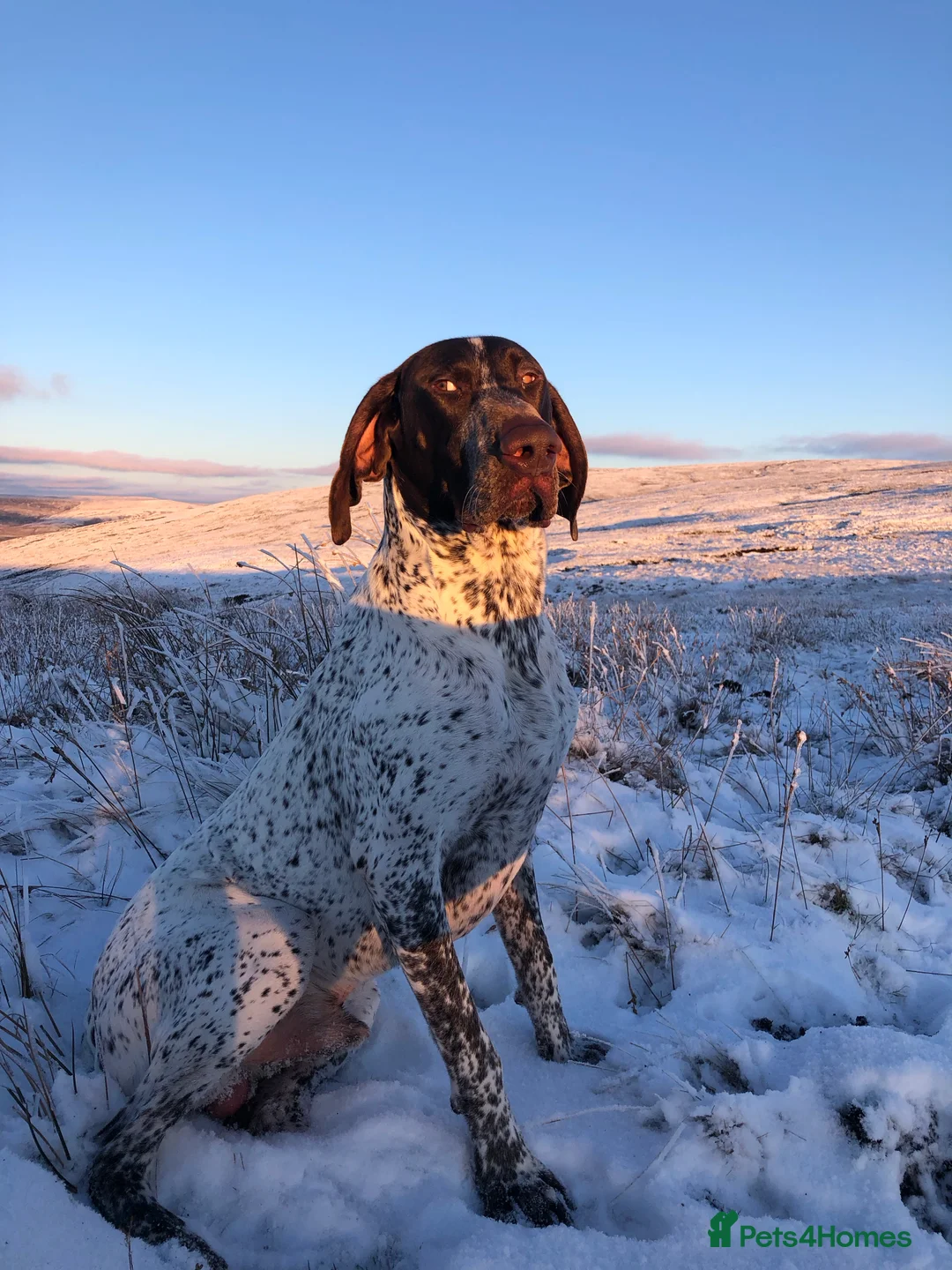 German Shorthaired Pointer dogs for stud: Outstanding example of a working Gsp in Lancaster - Advert 10