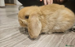 Mini Lop rabbits for sale: Pure Breed Mini Lop Bunnies . 2 boys left ! - Image 5