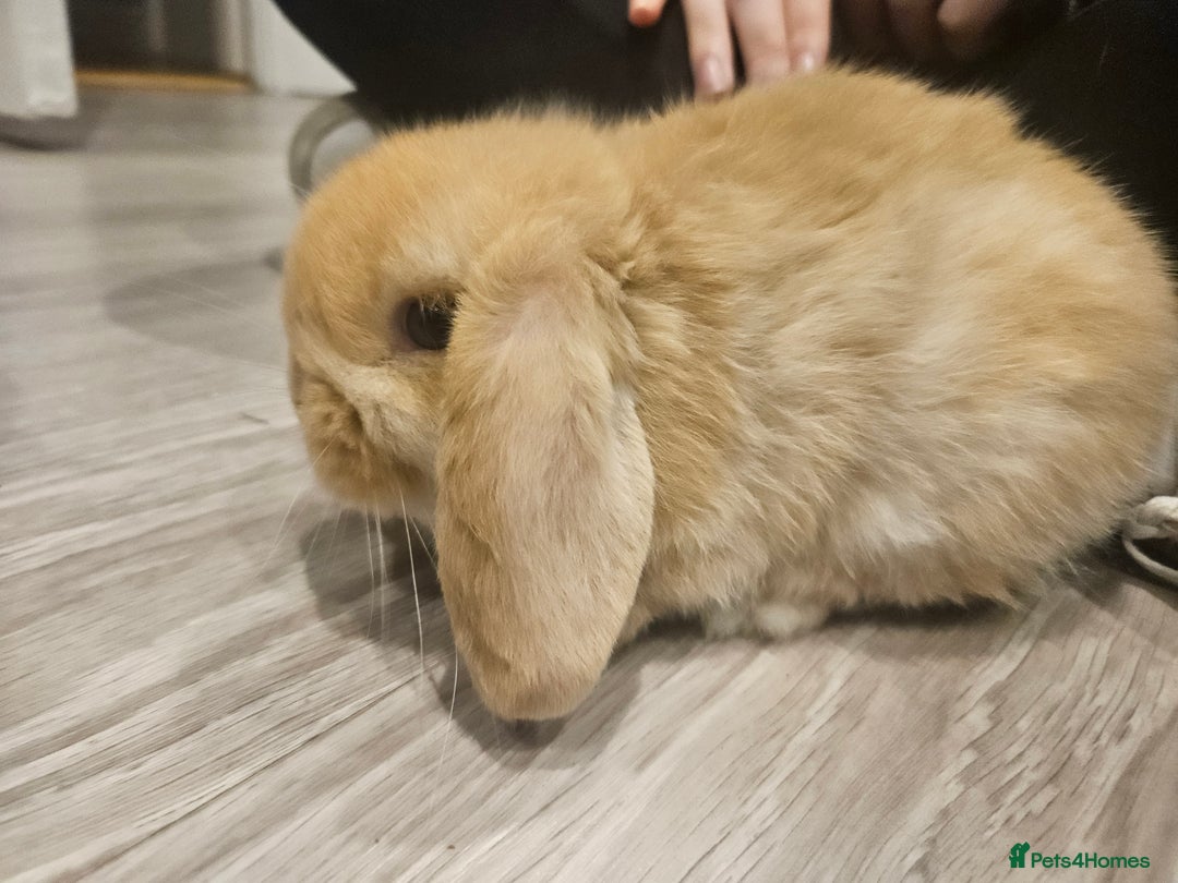 Mini Lop rabbits for sale: Pure Breed Mini Lop Bunnies . 2 boys left ! - Image 5
