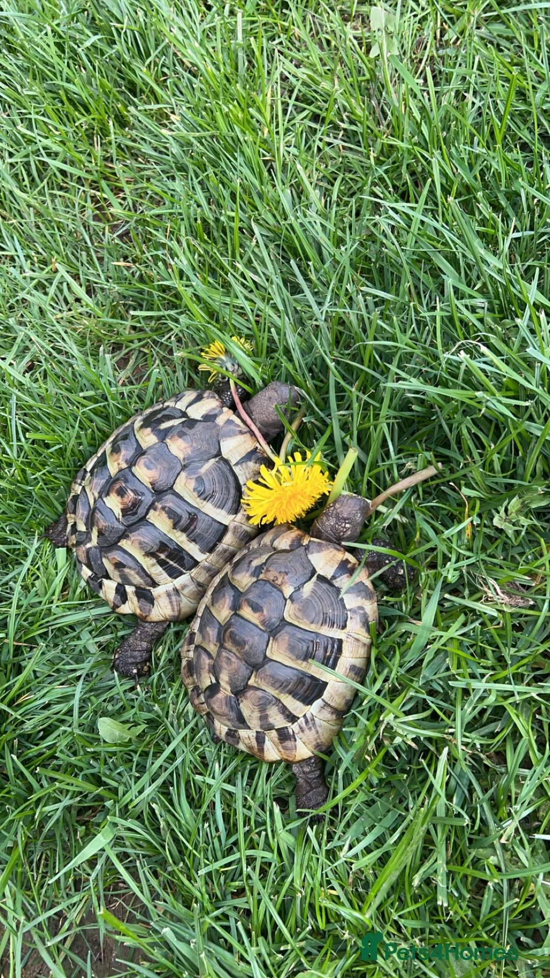Hermann Tortoise reptiles for sale: 2 Herman tortoise  in Stonehouse - Advert 2