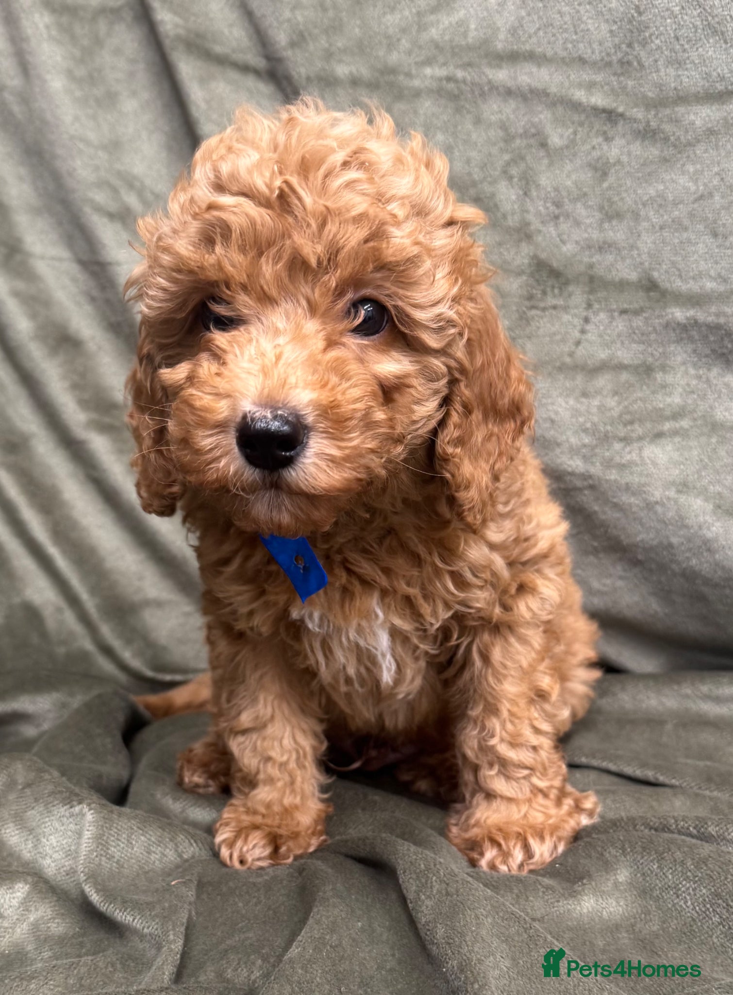 Mixed Breed dogs Toy x miniature poodles - Advert 19