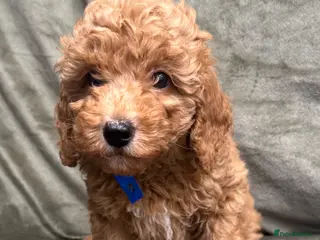 Mixed Breed dogs Toy x miniature poodles - Advert 19