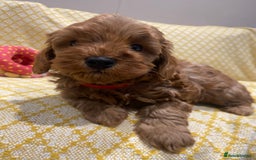 Maltipoo dogs for sale: 💖BEAUTIFUL LICENSED-BRED MALTIPOOS 💖 - Image 12