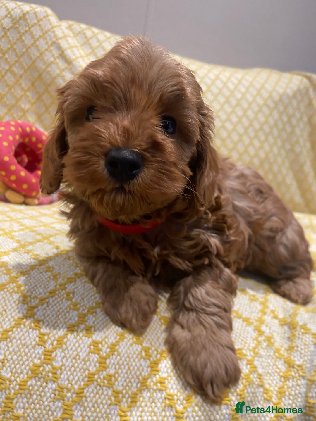 Maltipoo dogs for sale: 💖BEAUTIFUL LICENSED-BRED MALTIPOOS 💖 - Image 12