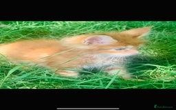Maine Coon cats for sale: Stunning Pure Breed Maine Coon Kittens  - Image 6