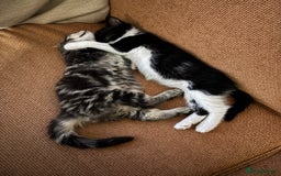 Maine Coon cats for sale: Twin Tuxedo Maine coon x BSH kitten girls - Image 3