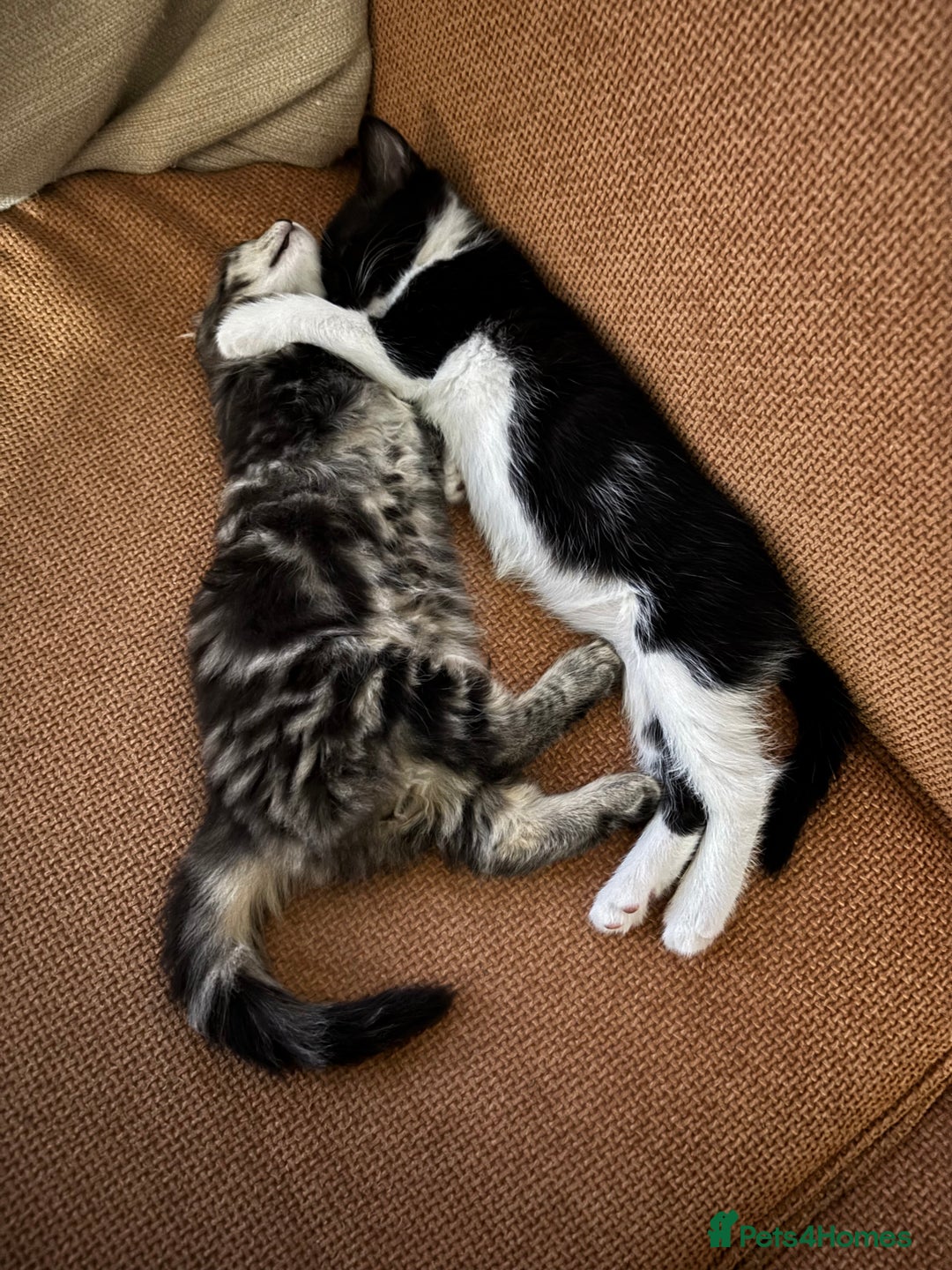 Maine Coon cats for sale: Twin Tuxedo Maine coon x BSH kitten girls - Image 3