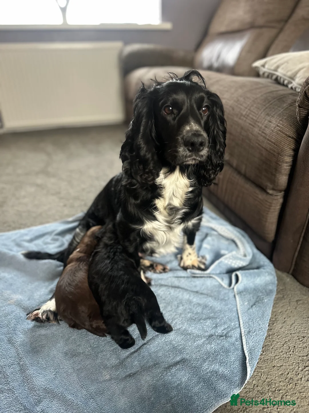 Cocker Spaniel dogs for sale: Beautiful cocker spaniels  - Advert 2