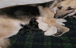 German Shepherd dogs for sale: Mixed litter of white and Black and Tan GSD pups  - Image 1