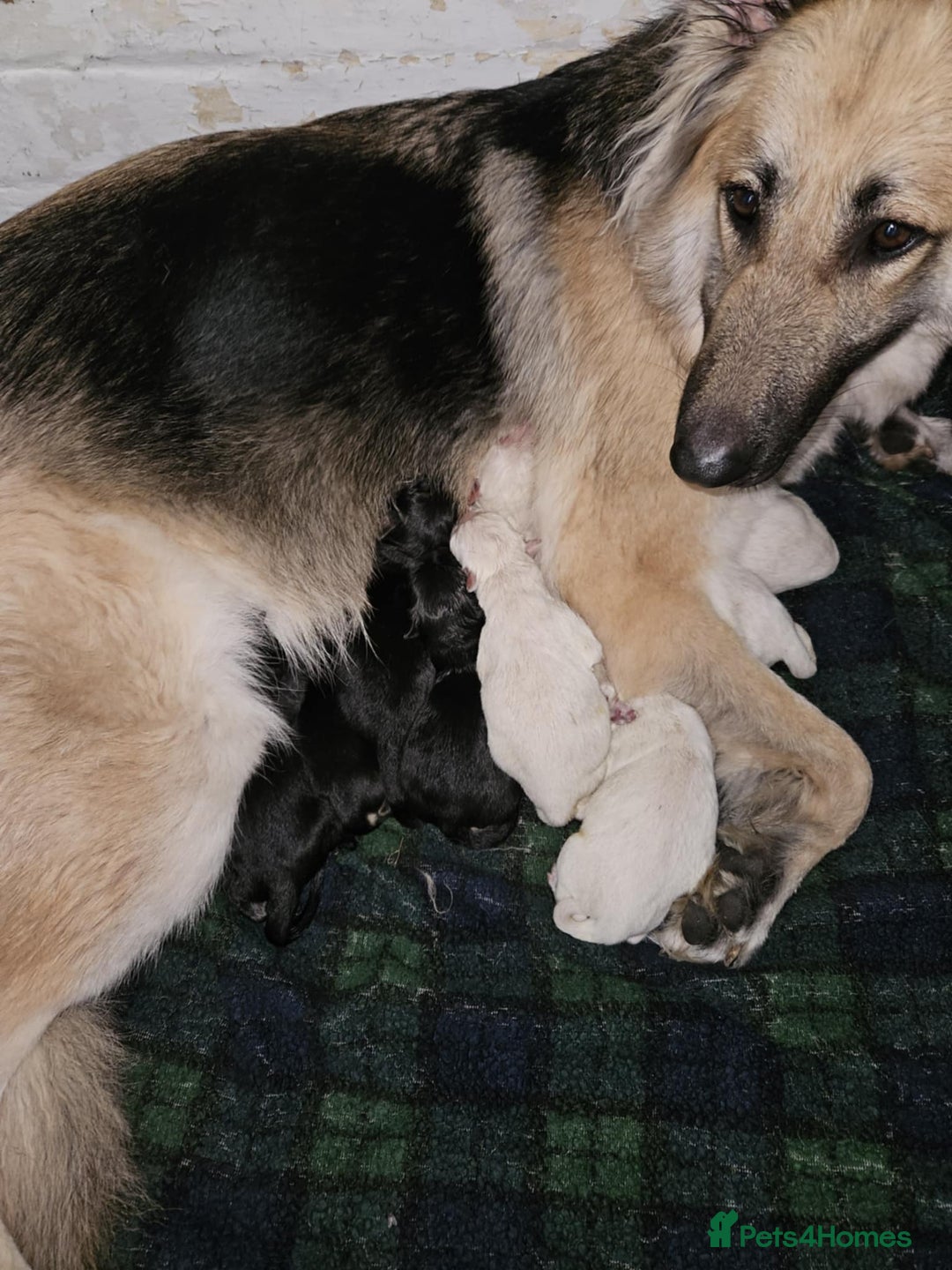 German Shepherd dogs for sale: Mixed litter of white and Black and Tan GSD pups  - Image 1