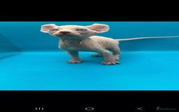 Sphynx cats for sale: Odd eyed Male & seal point female 🩵 - Image 7