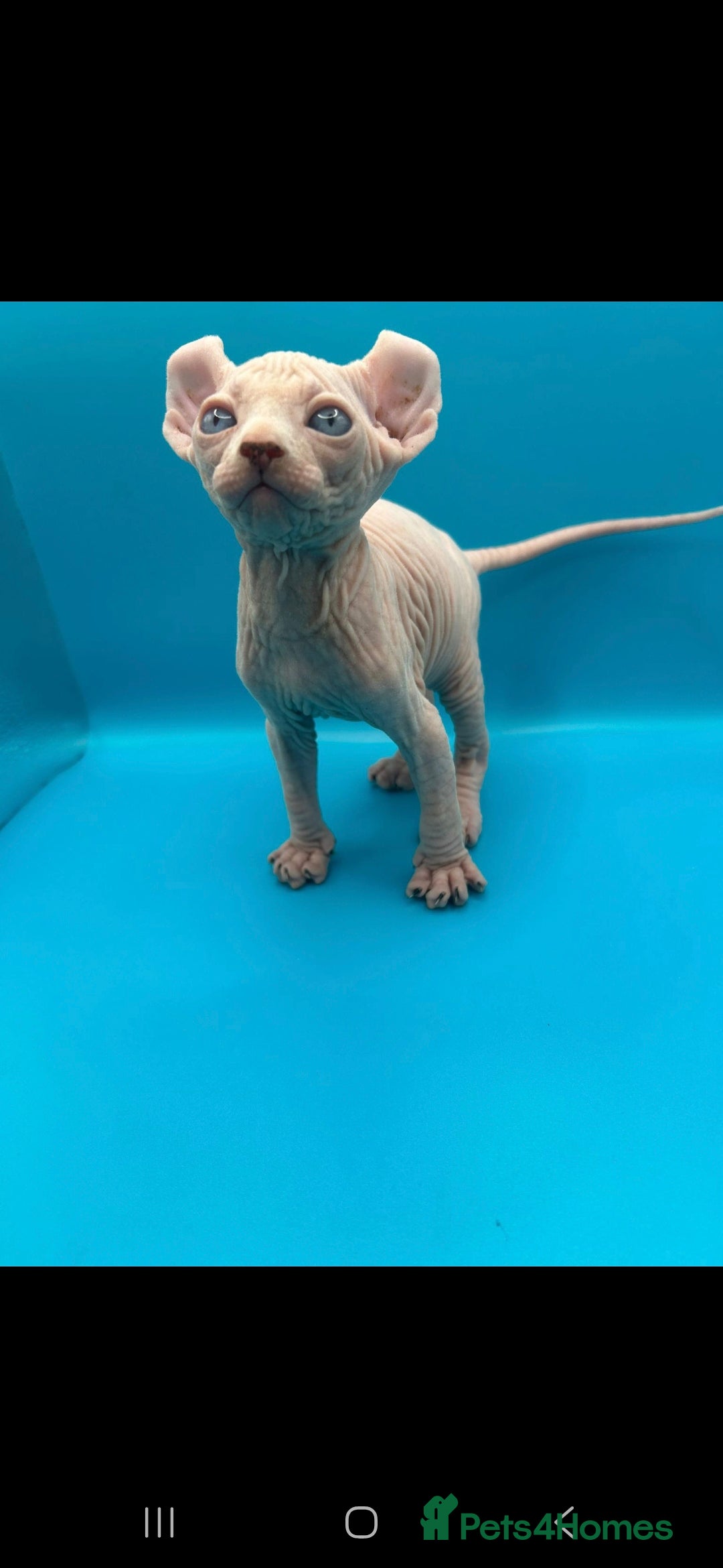 Sphynx cats for sale: Odd eyed Male & seal point female 🩵 - Image 7