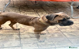Cane Corso dogs for sale: Cane corso for rehome - Image 4