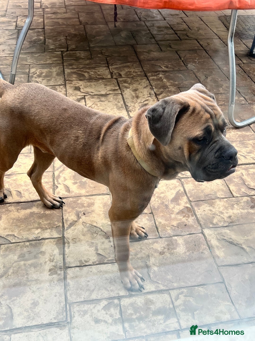 Cane Corso dogs for sale: Cane corso for rehome - Image 4