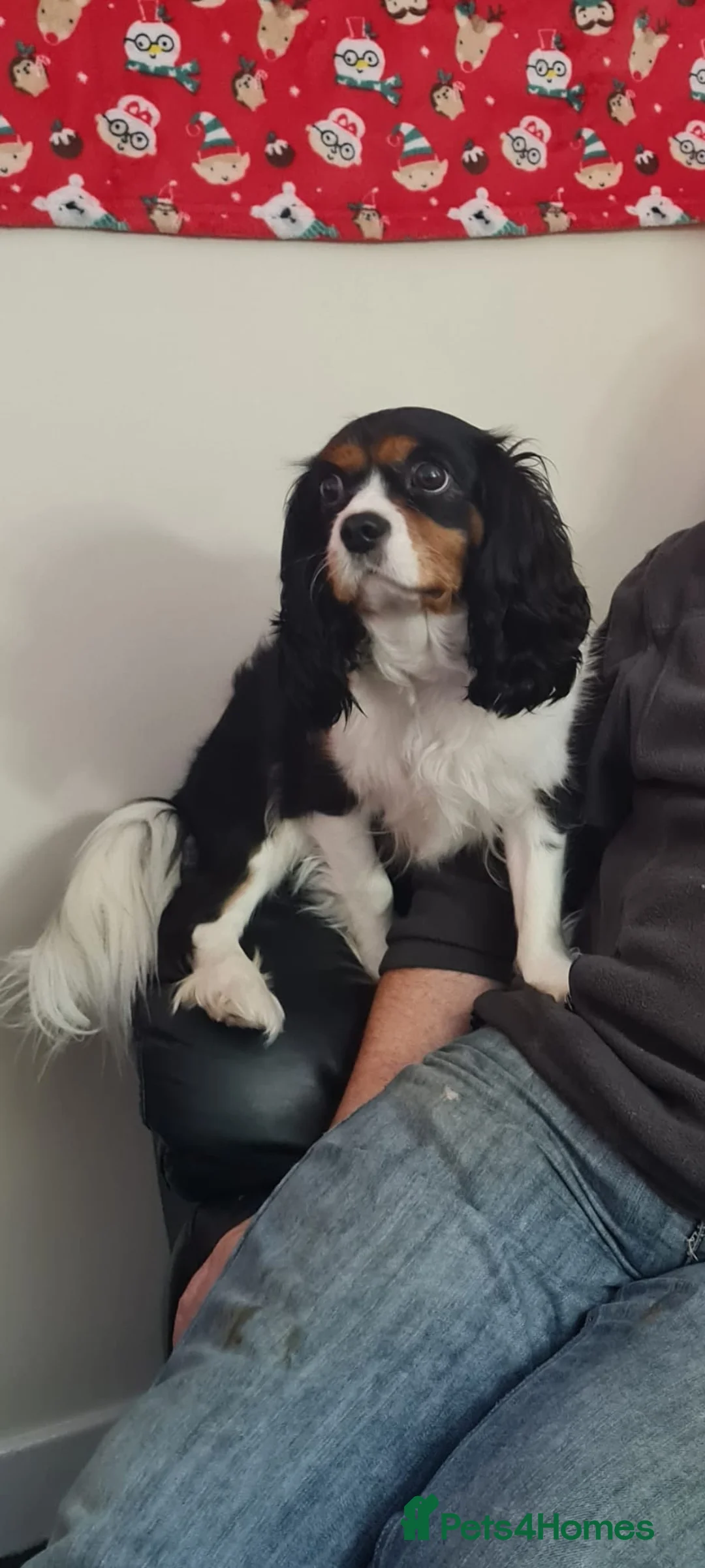 Cavalier King Charles Spaniel dogs for sale: Holly  - Advert 3