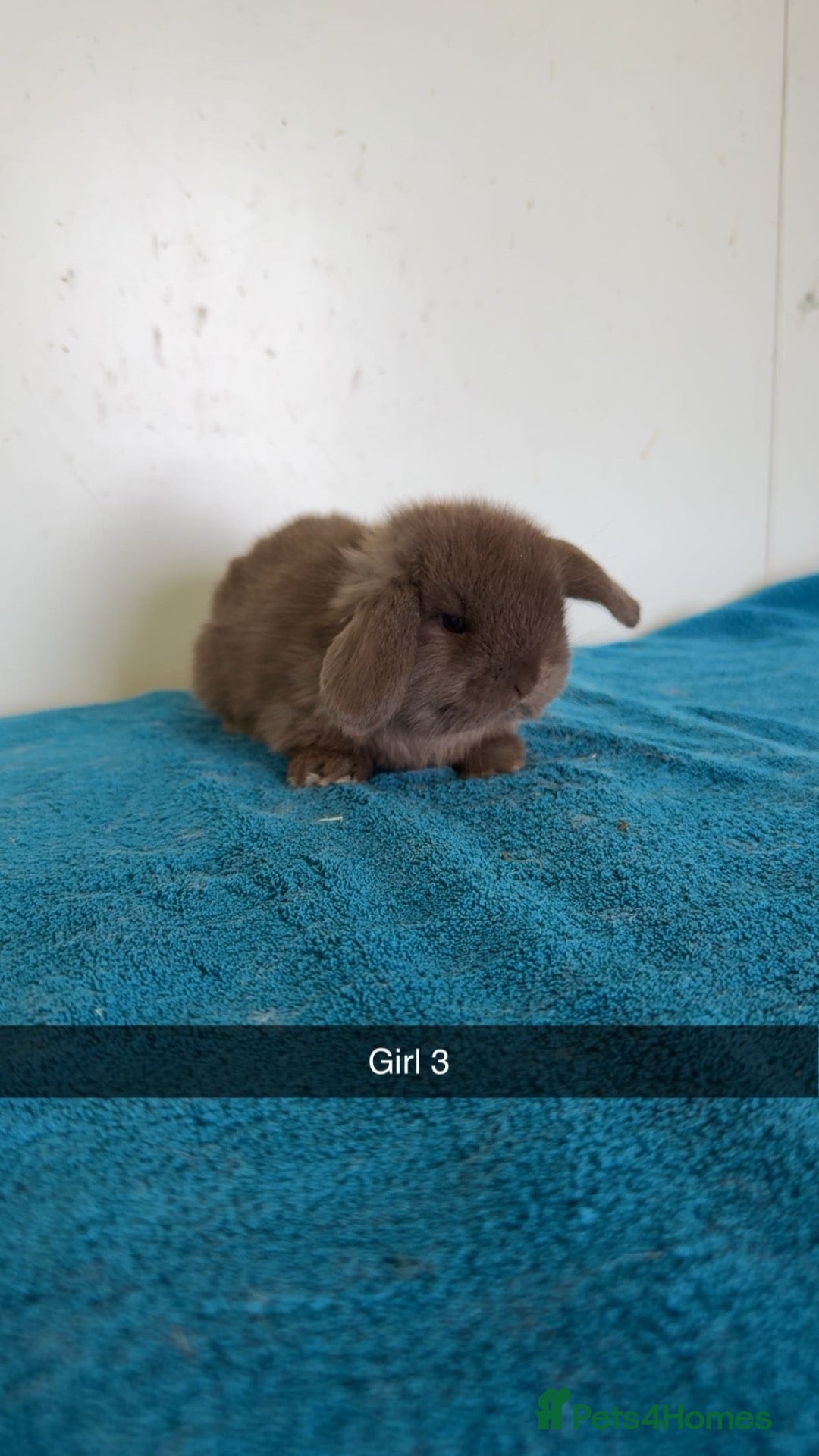 Mini Lop rabbits Pure mini lop rabbits to be reserved  - Advert 1