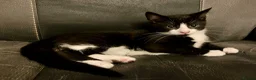 Mixed Breed cats for sale: 2 Lovely kittens for sale (1 boy, 1 girl) - Advert 11