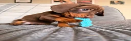 Dachshund dogs for sale: Sausage puppies  - Advert 4
