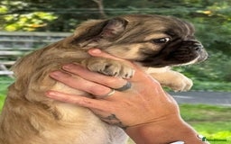 French Bulldog dogs for sale: Fluffy frenchie pups  - Image 7