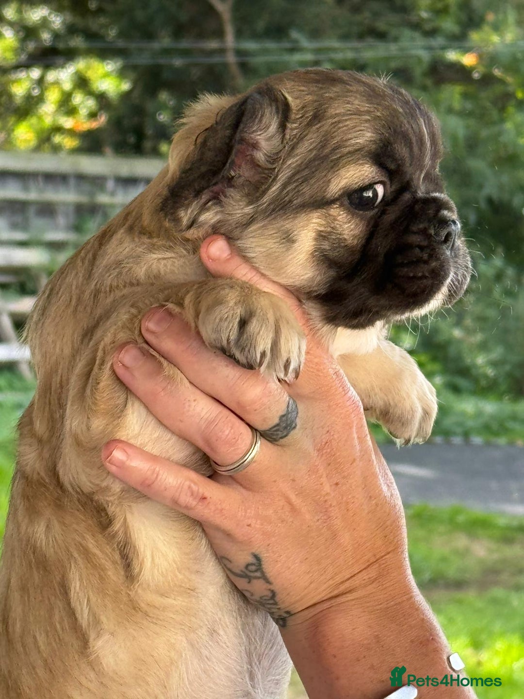French Bulldog dogs for sale: Fluffy frenchie pups  - Image 7