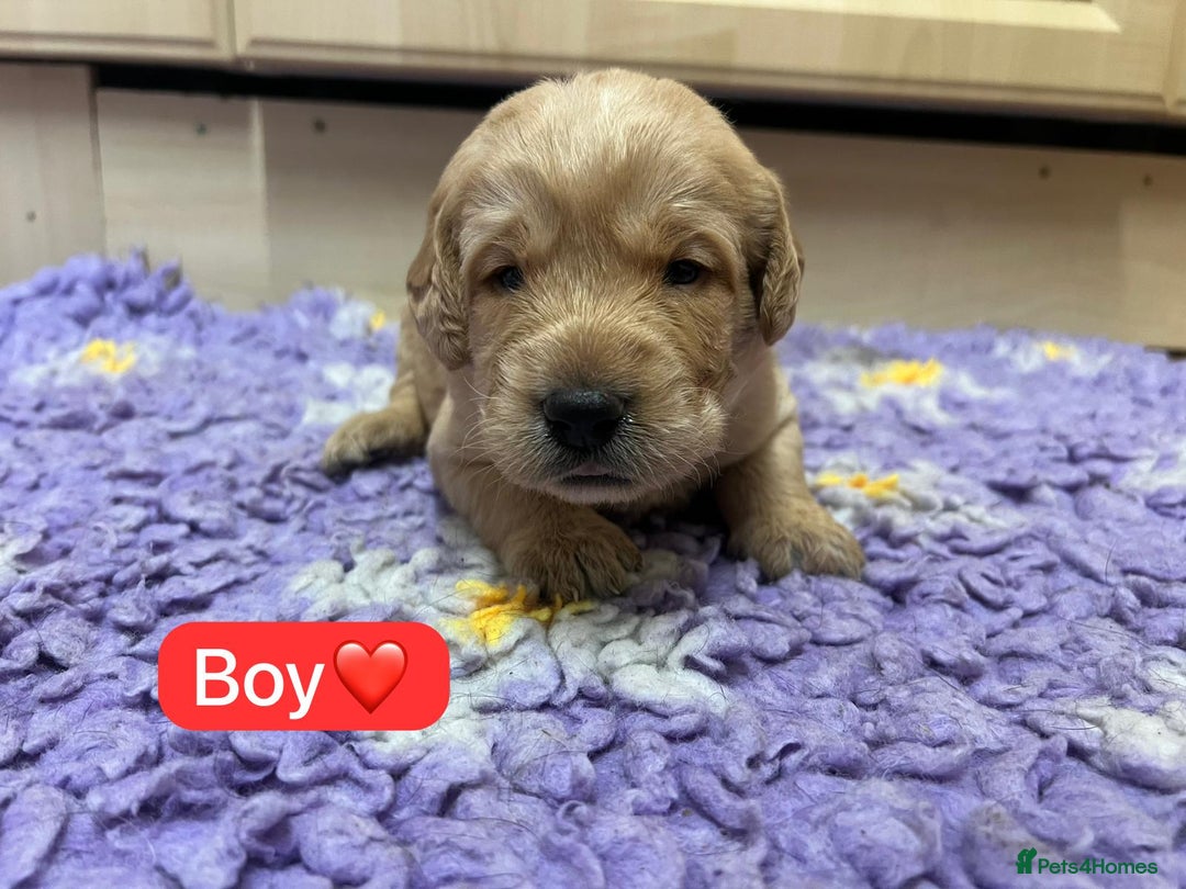 Labradoodle dogs for sale: Gorgeous labradoodle puppies - Advert 5