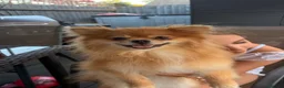 Pomeranian dogs for sale: Beau - Beau Kc Russian tiny Pomeranian  - Advert 1
