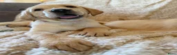 Labrador Retriever dogs for sale: ❤️💫 Superb, chunky, Golden Labrador puppies 💫❤️ in Stourbridge - Advert 27