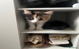 Mixed Breed cats for sale: 4 kittens for sale from 2 litters - Image 3