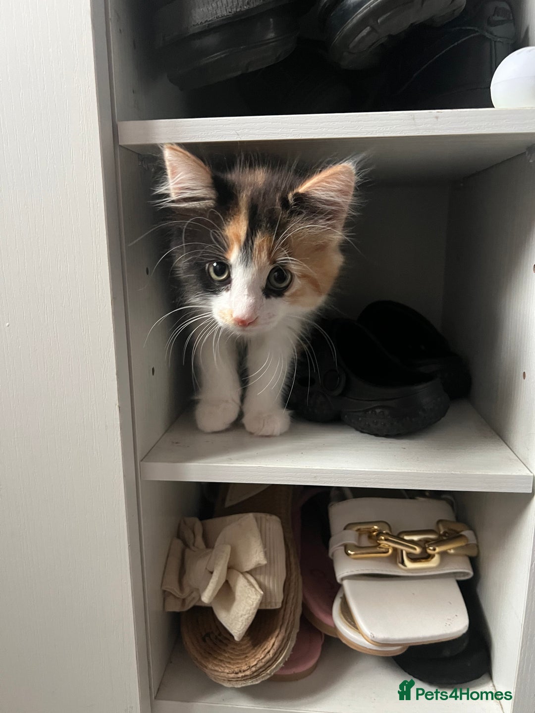 Mixed Breed cats for sale: 4 kittens for sale from 2 litters - Image 3