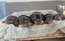 Dachshund dogs for sale: 🐾5 Beautiful Standard Dachshunds 🐾 - Image 3