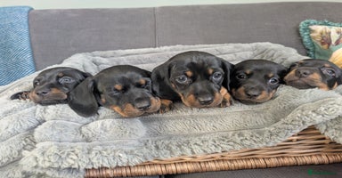 Dachshund dogs - Advert 1