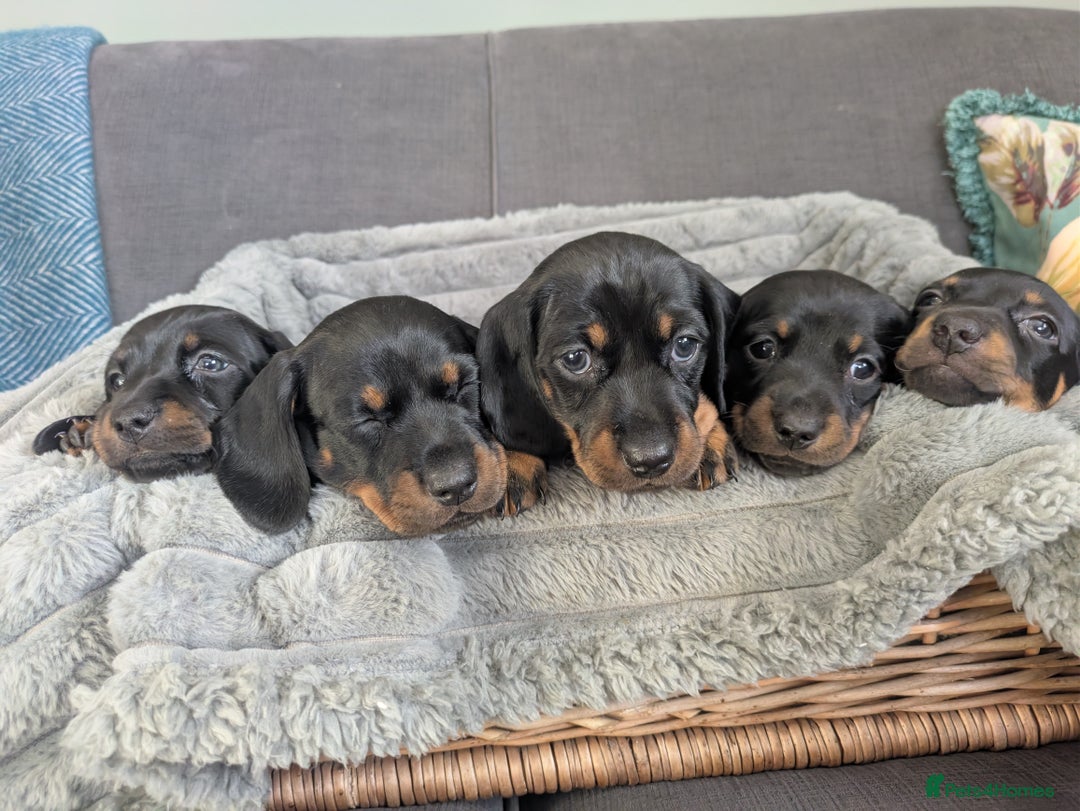 Dachshund dogs for sale: 🐾5 Beautiful Standard Dachshunds 🐾 - Image 3