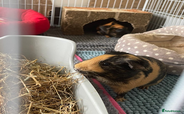 Guinea Pig rodents - Advert 11