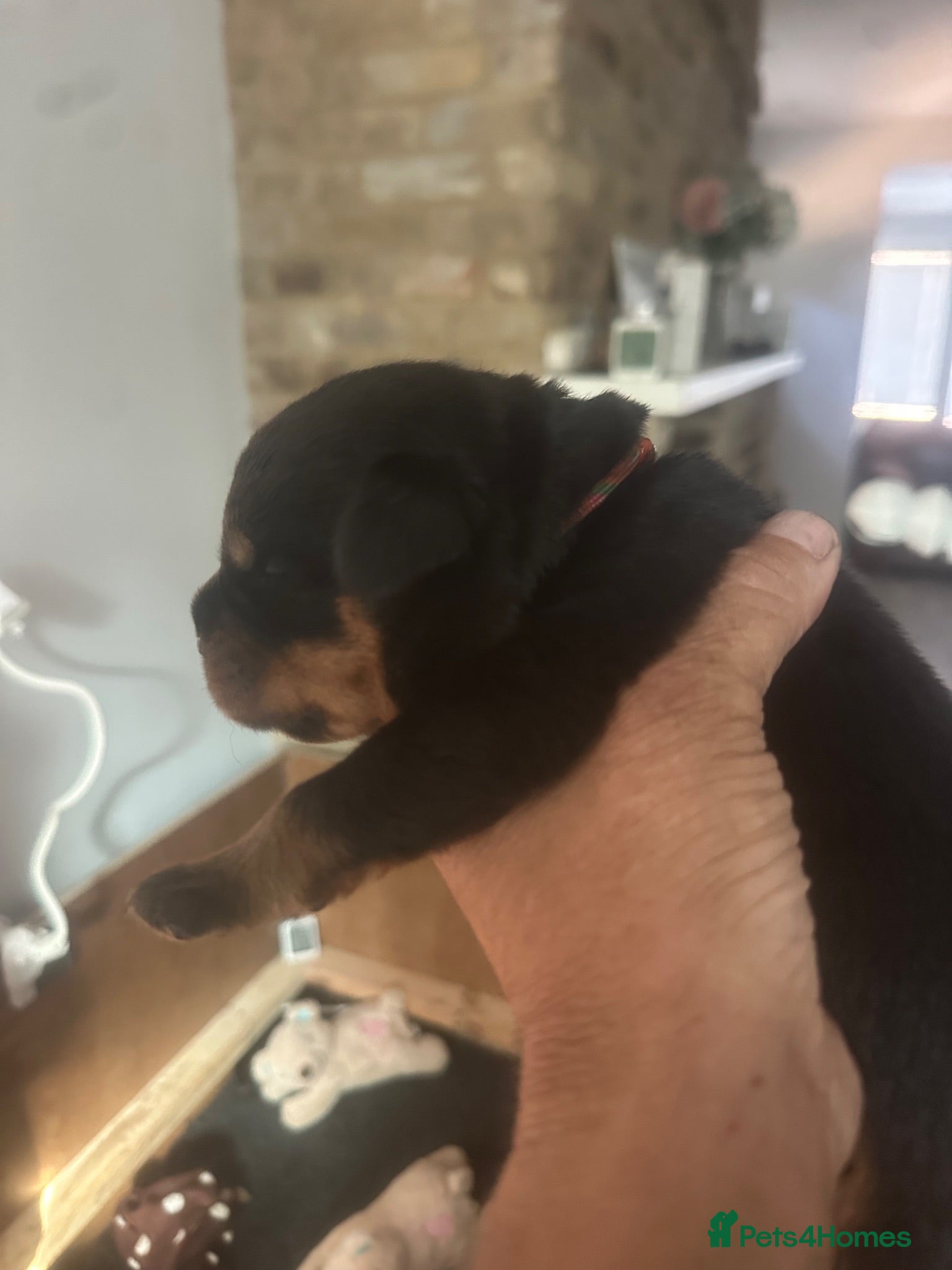 Rottweiler dogs Amazing Rottweiler litter of 12, 5 girls 7 boys  - Advert 2