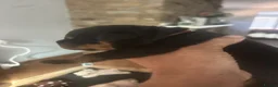 Rottweiler dogs for sale: Amazing Rottweiler litter girls and boys   - Advert 17