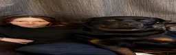 Rottweiler dogs for stud: KC Rottweiler for stud - Advert 9