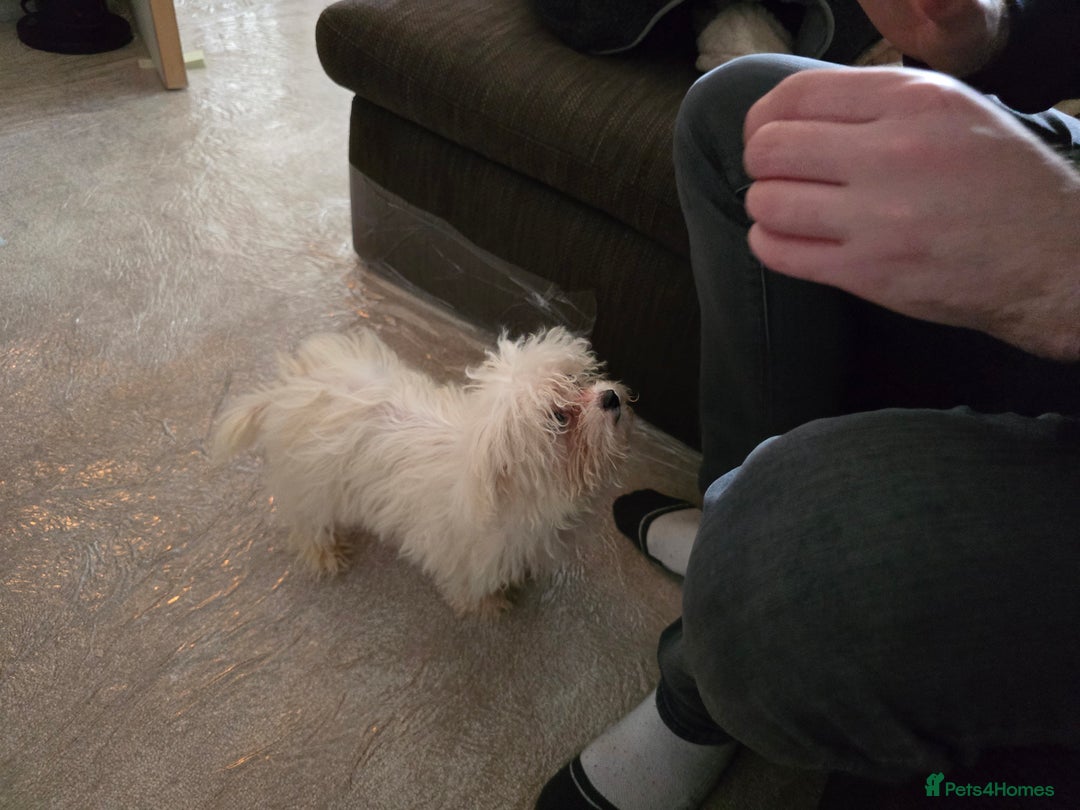 Bichon Frise dogs for sale: Bichon Frise Puppy Looking for a Loving Home - Image 13