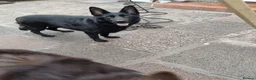 German Shepherd dogs for sale: Lucy Black German Shepherd  - Advert 2