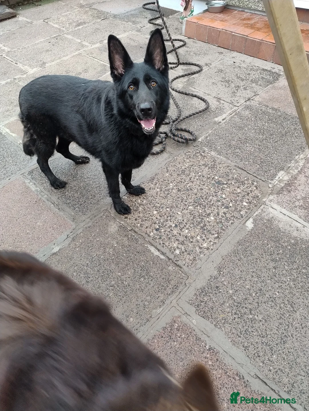 German Shepherd dogs for sale: Lucy Black German Shepherd  - Advert 2
