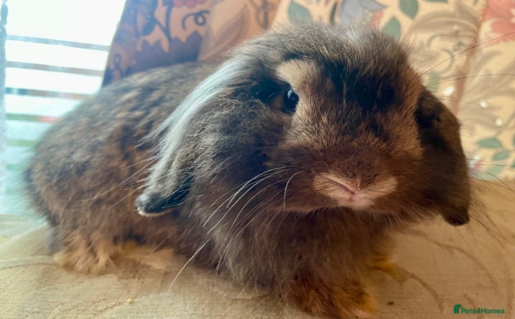 Mini Lion Lop rabbits - Advert 1