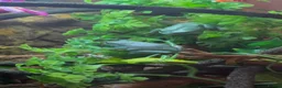 Frog reptiles for sale: Four Chunky Whites Tree Frogs and Full Set up  in Bristol - Advert 8