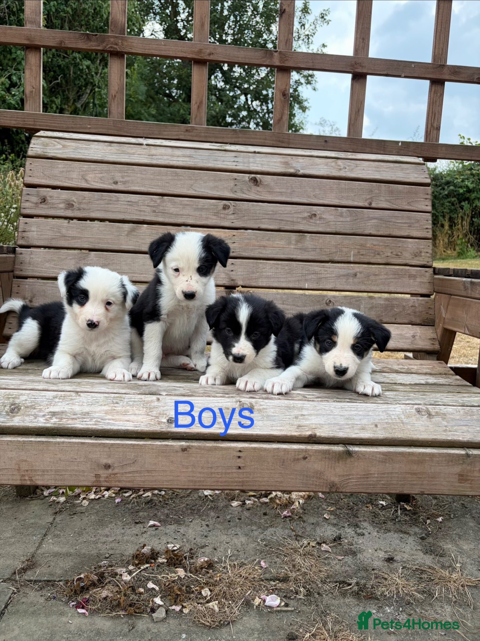 Border Collie dogs Border collie puppies for sale  - Advert 1