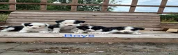 Border Collie dogs for sale: Border collie puppies for sale  in Montgomery - Advert 1