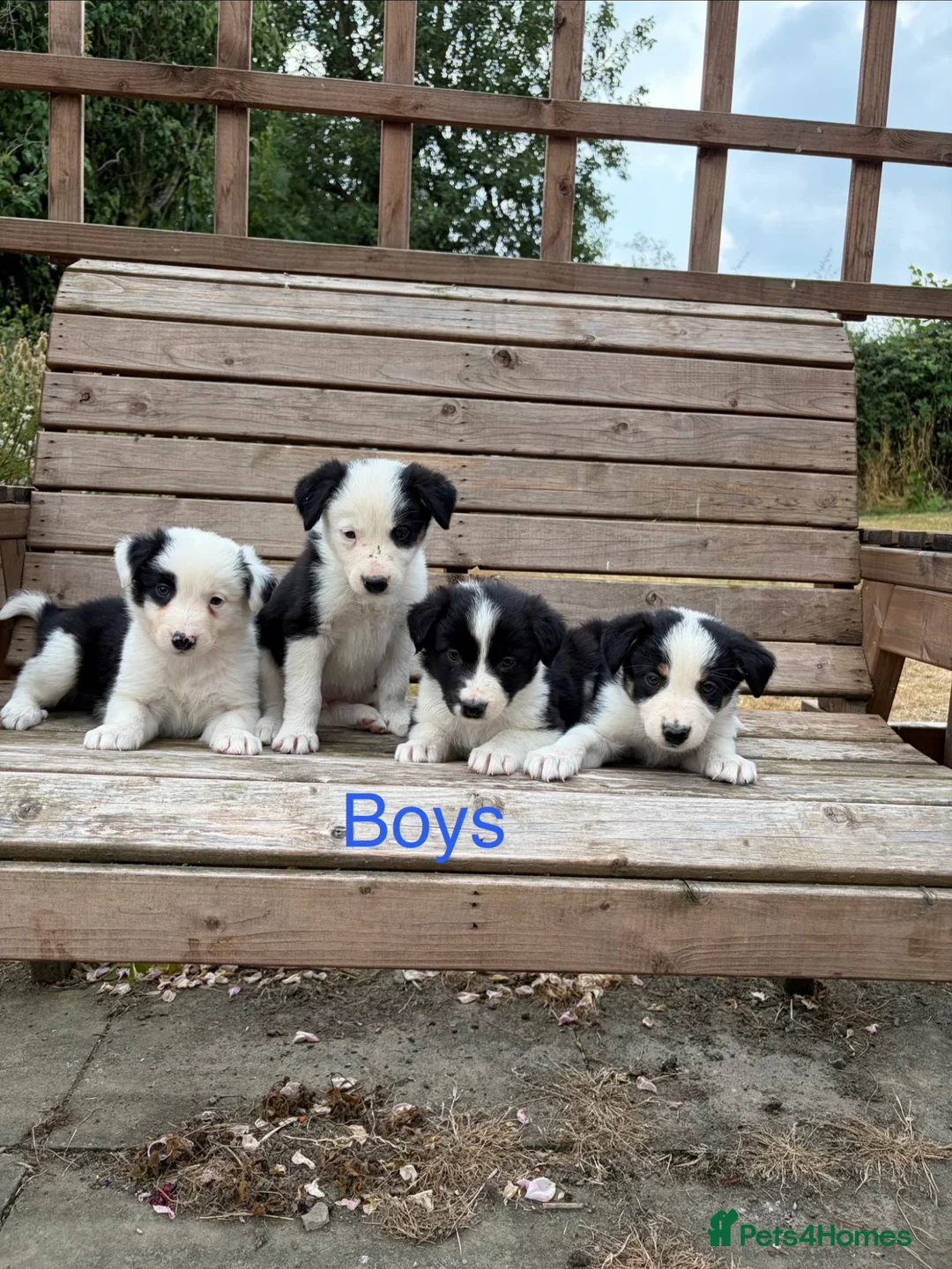 Border Collie dogs for sale: Border collie puppies for sale  in Montgomery - Advert 1
