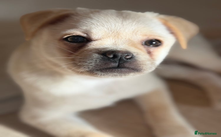 Pug dogs Adorable Pug x Pomeranian Puppy, Ready Today 🏡 - Advert 3