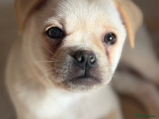 Pug dogs Adorable Pug x Pomeranian Puppy, Ready Today 🏡 - Advert 13